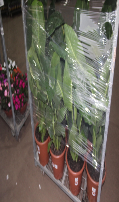 SPATH. COM FLOR P30