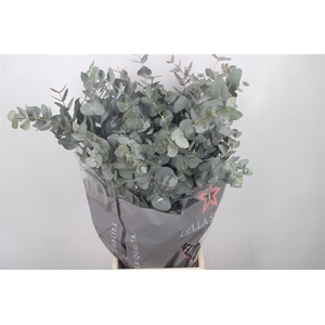 Euc Cinerea Per Bunch 400 Gram