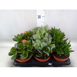 Crassula   ...mix