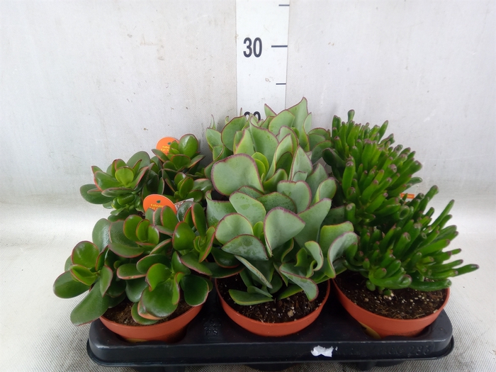 <h4>Crassula   ...mix</h4>