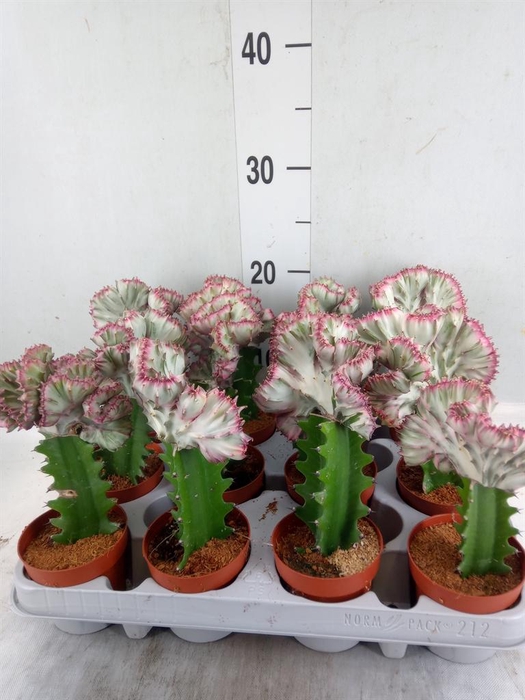 <h4>Euphorbia lactea</h4>