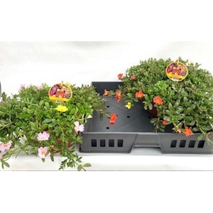 PORTULACA