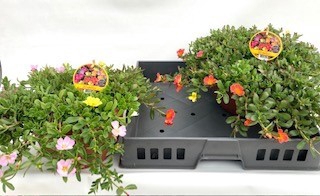 <h4>PORTULACA</h4>