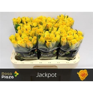 R Gr Jackpot+