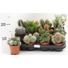 Cactus Gem