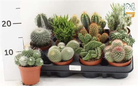 Cactus Gem