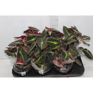 BEGONIA LISTADA P15
