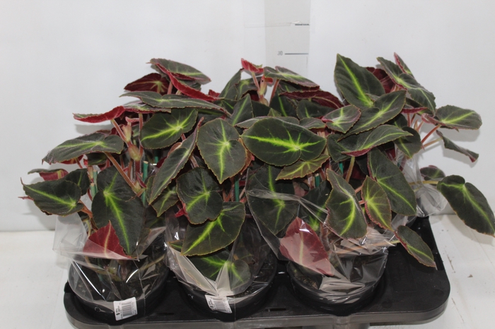 <h4>BEGONIA LISTADA P15</h4>