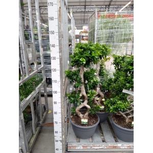 Ficus microcarpa 'Ginseng'