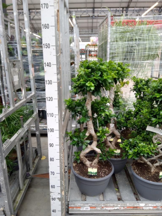 <h4>Ficus microcarpa 'Ginseng'</h4>