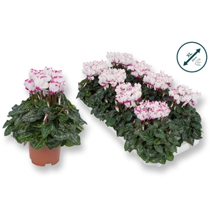 Cyclamen Premium Victoria Wit Roze