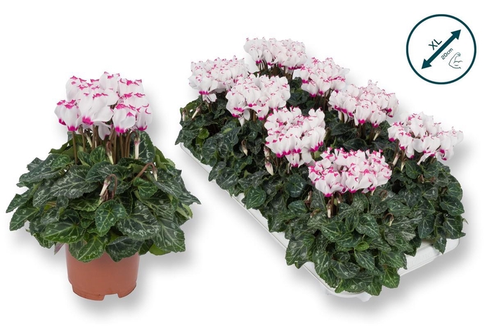 <h4>Cyclamen Premium Victoria Wit Roze</h4>