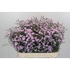 Aster N-B 'Astee Mini Baby Pink'