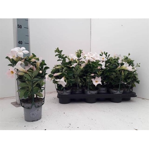 MANDE DI JADE WHITE