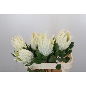 Protea Cyn. Ayoba Arctic Ice