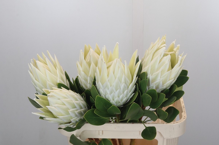 Protea Cyn. Ayoba Arctic Ice
