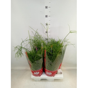 Rhipsalis baccifera 'Oasis'