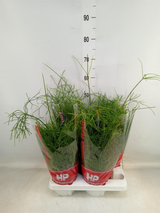 <h4>Rhipsalis baccifera 'Oasis'</h4>