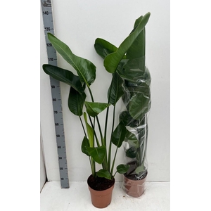STRELITZIA NICOLAI