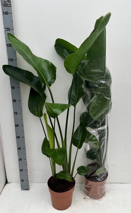 <h4>STRELITZIA NICOLAI</h4>