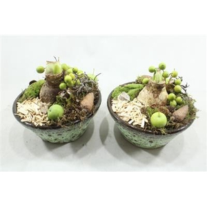 AM116 KER PINDA AMAR