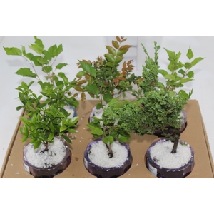 HIDROCULTURA VARIADO P13 PLANTA ORNNAMENTAL