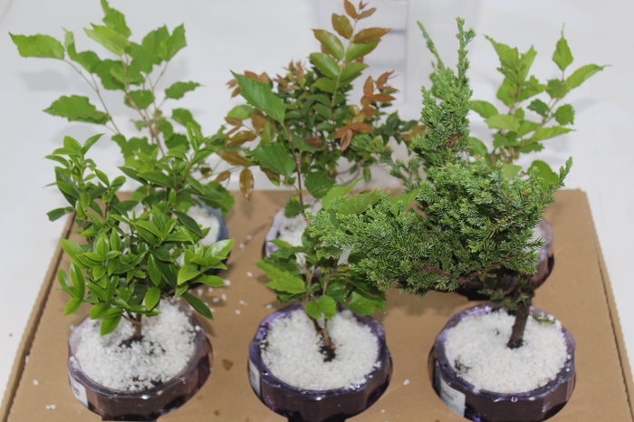 <h4>HIDROCULTURA VARIADO P13 PLANTA ORNNAMENTAL</h4>