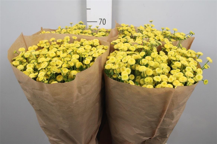 <h4>Tana Pa Amazone</h4>