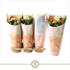 Anthurium White Champion 12cm in papieren hoes