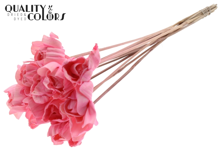 Shola Dear Holly 6cm on stem Light Pink