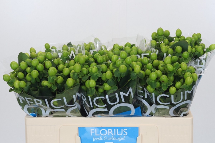 <h4>Hypericum Coco Bamboo</h4>
