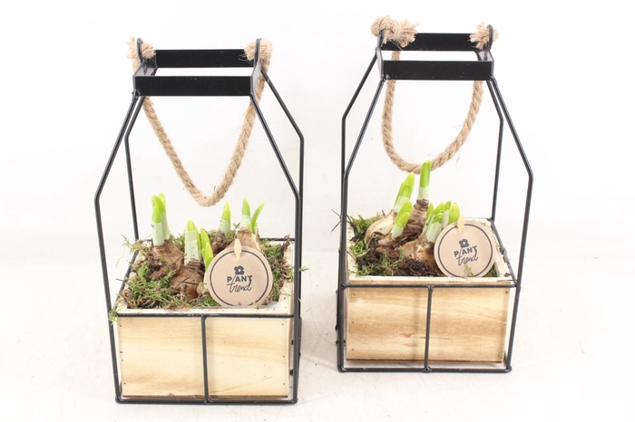 <h4>arr4 Narcis PL - Lantaarn 4kant x6</h4>