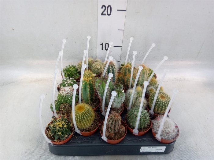 <h4>Cactus   ...mix</h4>