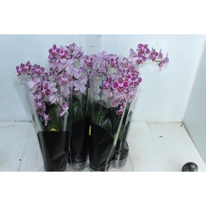 PHALAENOPSIS MINI P09 2 HT PREMIUM