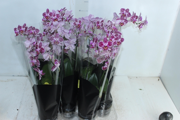 <h4>PHALAENOPSIS MINI P09 2 HT PREMIUM</h4>