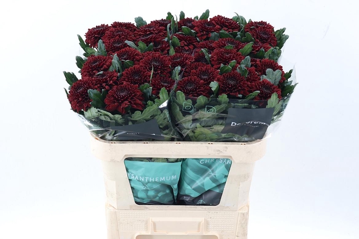 <h4>Chr G Pip Red</h4>