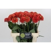 Dahlia Orange Fox