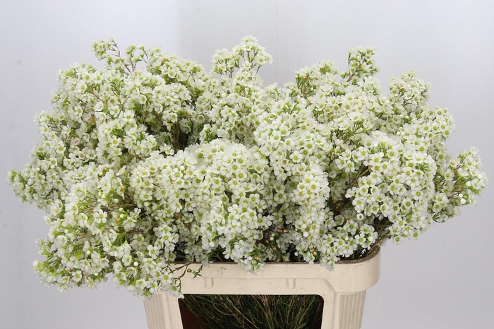 <h4>Chamelaucium Dawn Pearl</h4>