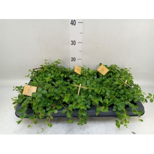 Peperomia rotundifolia