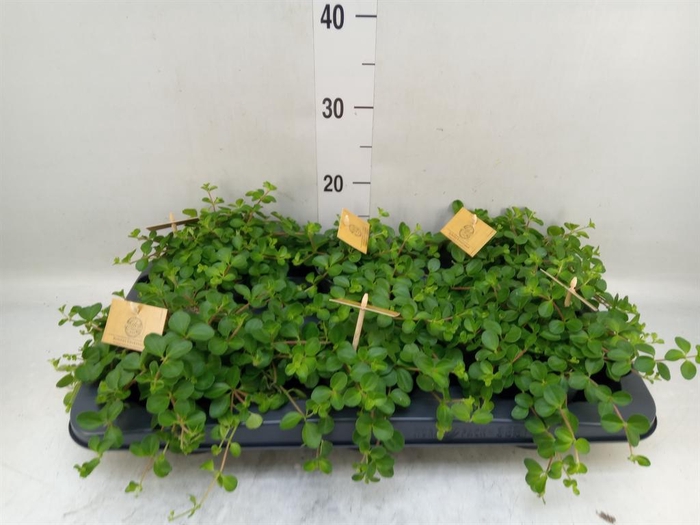 <h4>Peperomia rotundifolia</h4>