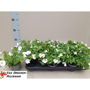 CALIB MINIF WHITE