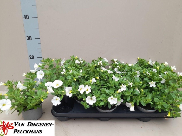 <h4>CALIB MINIF WHITE</h4>