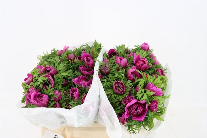 <h4>Anem Levante Orchid</h4>