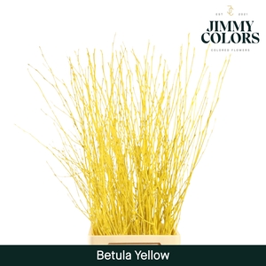 Betula L120 Yellow