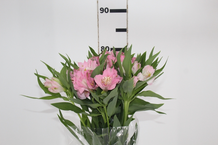 <h4>ALSTROEMERIA DUBAI 080 CM</h4>