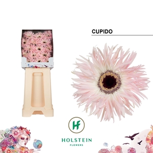 Gerbera Spider Cupido Diamond