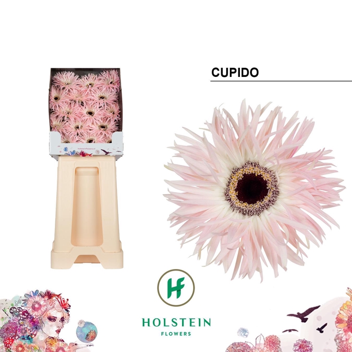 <h4>Gerbera Spider Cupido Diamond</h4>