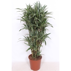 Dracaena Warneckei