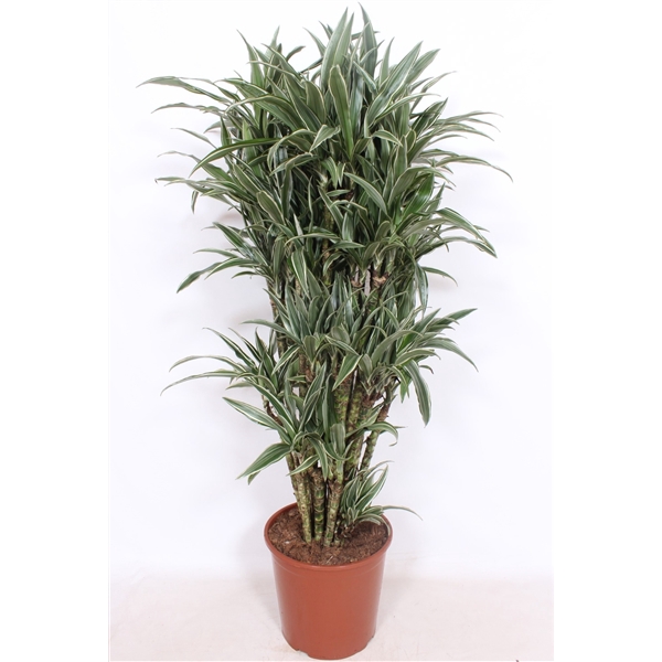 <h4>Dracaena Warneckei</h4>