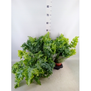 Phlebodium aureum 'Davana'